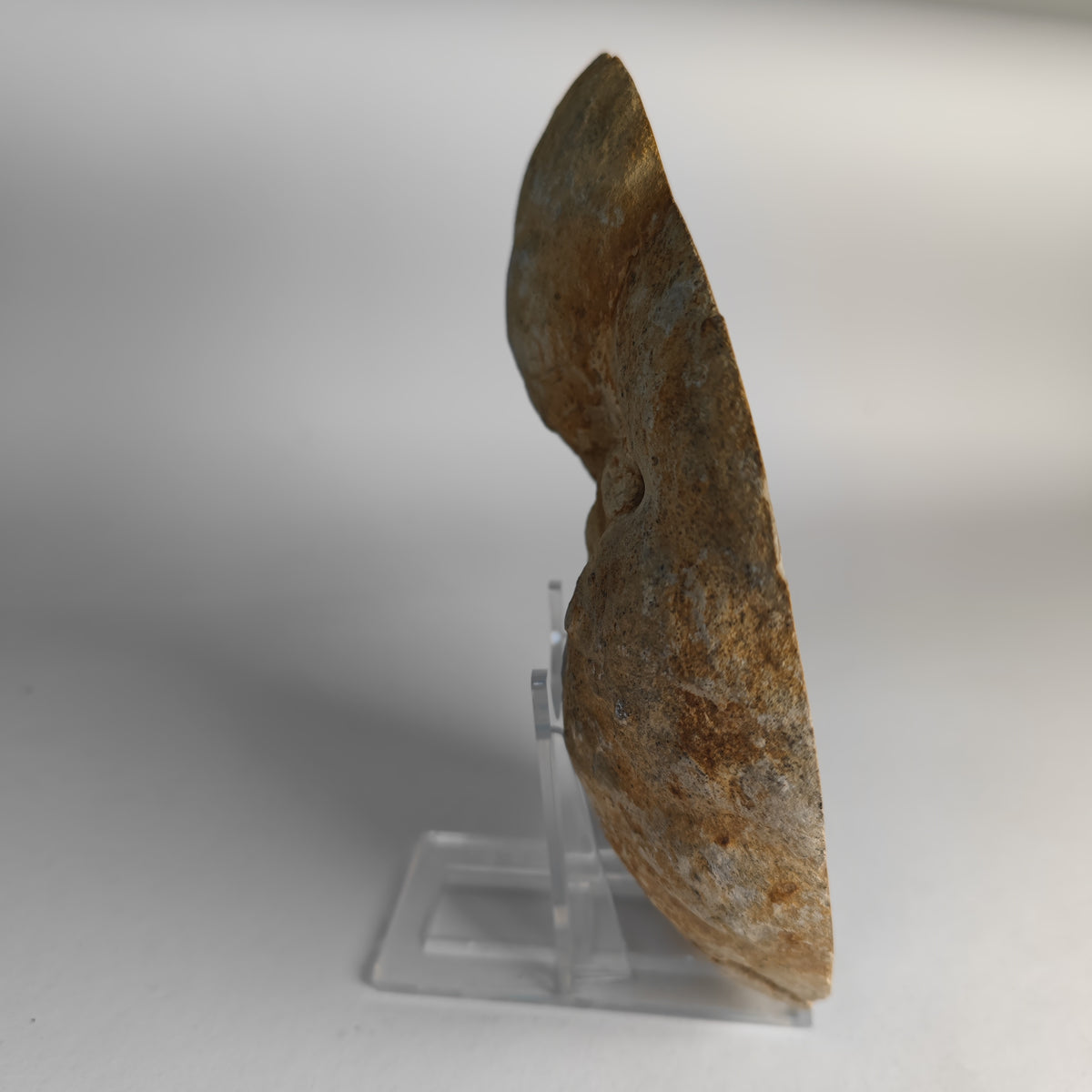 Septarie Utah USA