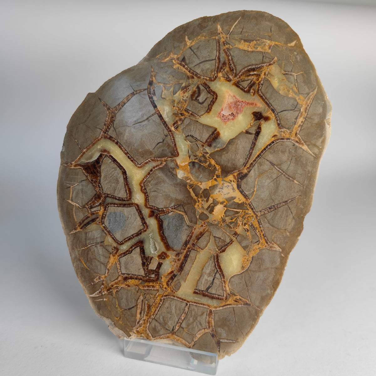Septarie Utah USA