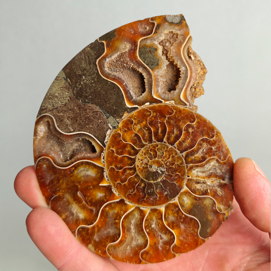 Ammonit Fossil poliert