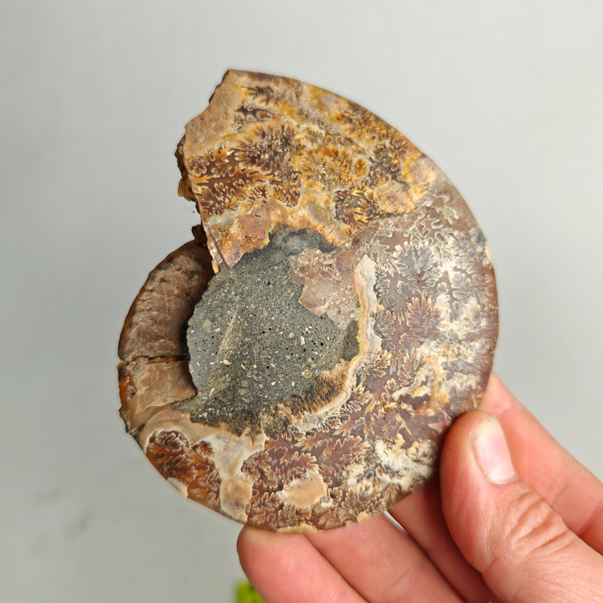 Ammonit Fossil poliert