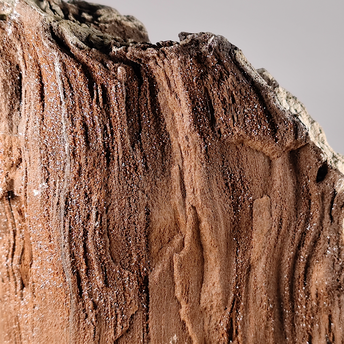 Verkieseltes Holz Feenholz